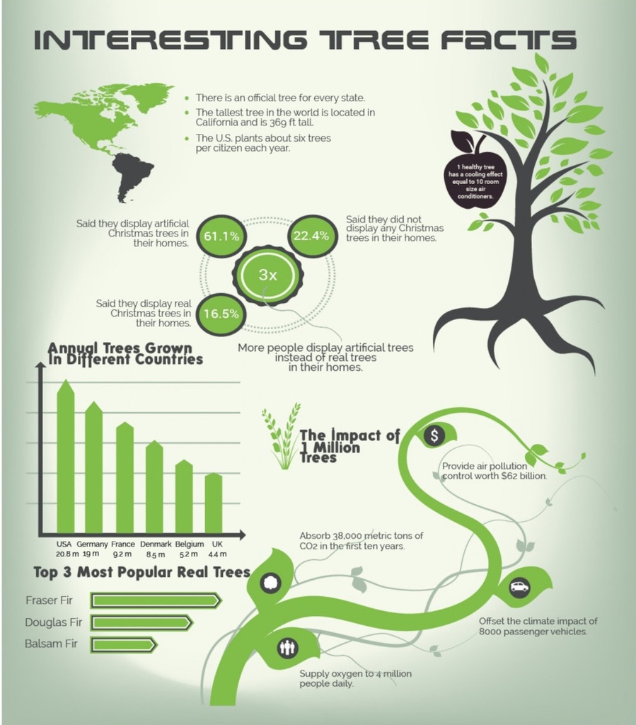 Faits intéressants sur les arbres